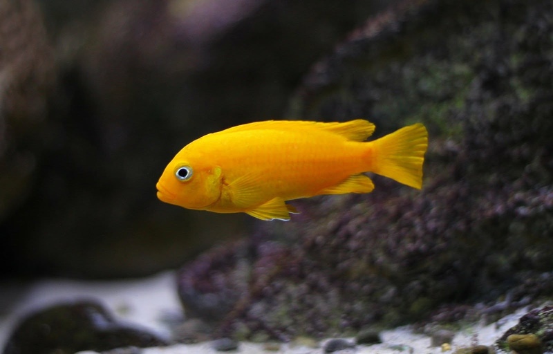 Maylandia sp. 'msobo' Magunga